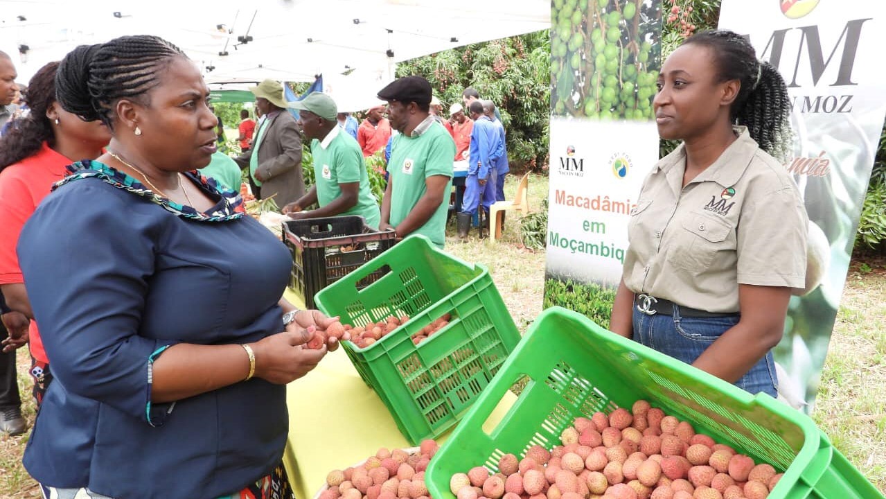 Manica potencia exportação da litchi