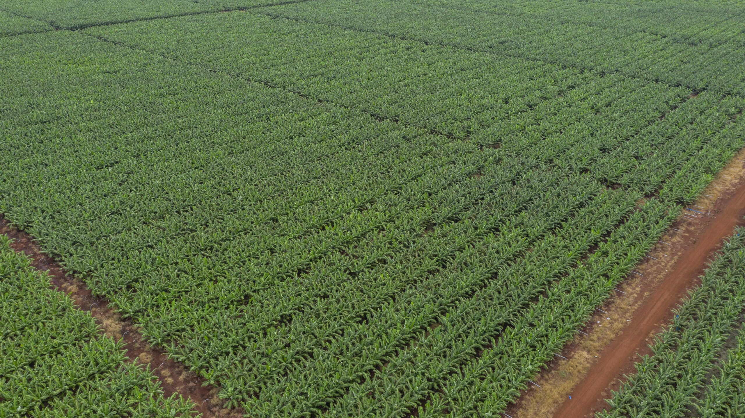 Moçambique e Arábia Saudita reforçam cooperação no sector agrário