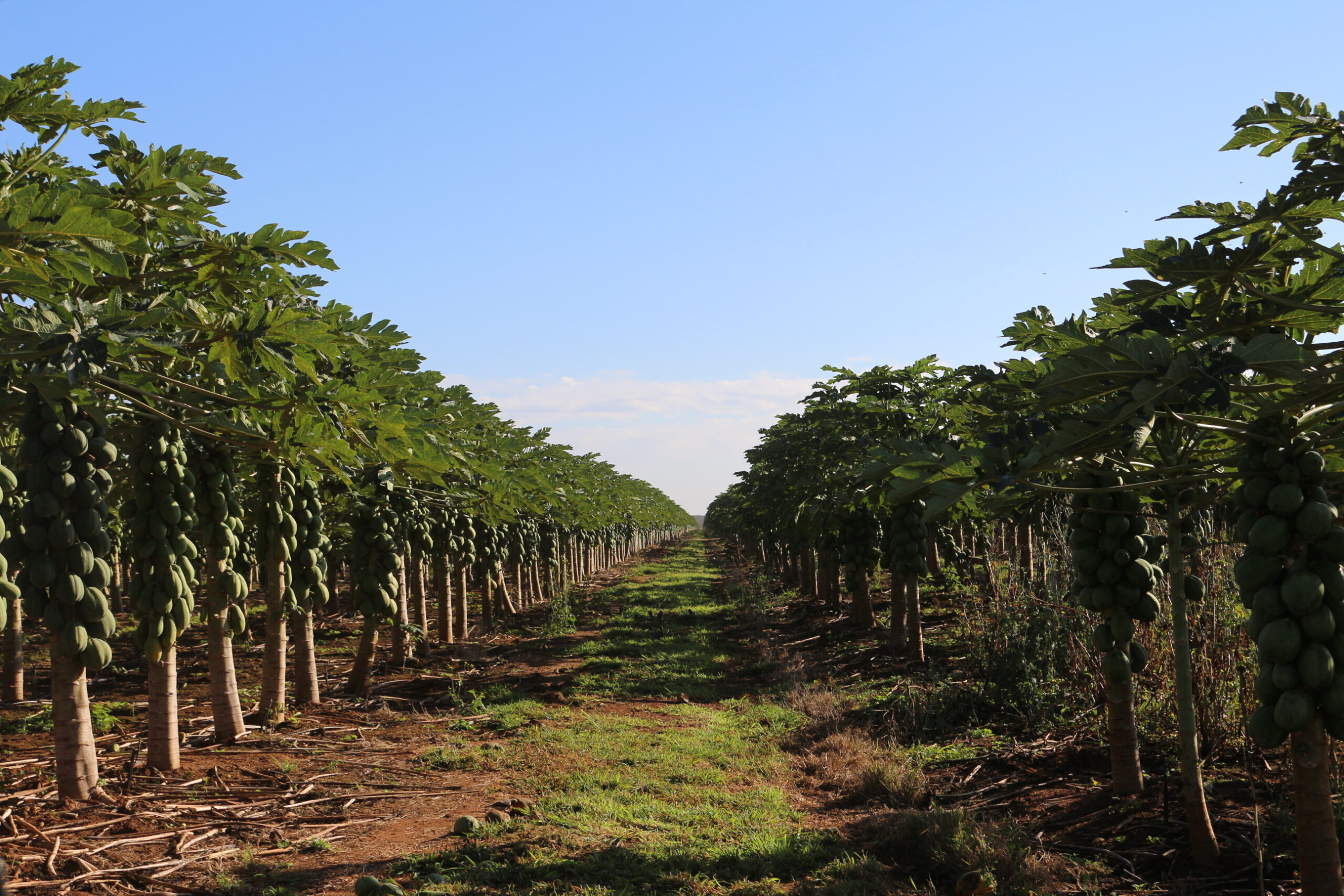 Produtores agrário pedem alargamento do tempo de redução do IRPC