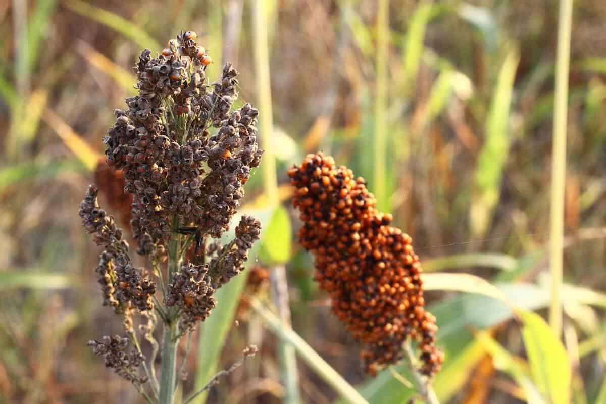 Sementes do espaço trazem esperança para combater a fome na terra