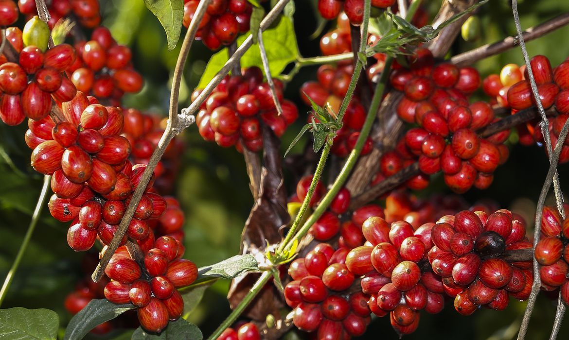 Moçambique adere ao clube internacional de produtores de café