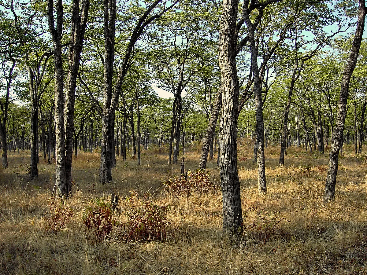 Gestão da floresta do Miombo junta representantes da SADC em Maputo