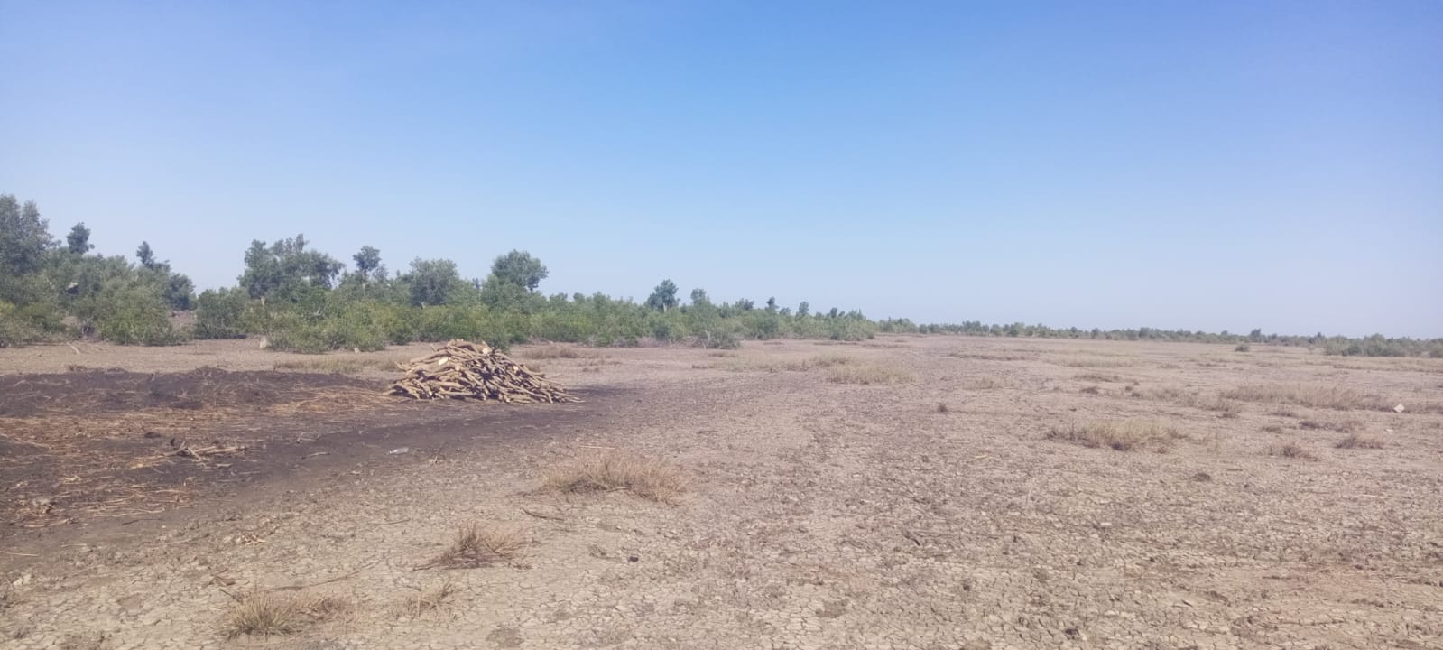 Ambientalistas alertam sobre nível de devastação do mangal em Moçambique