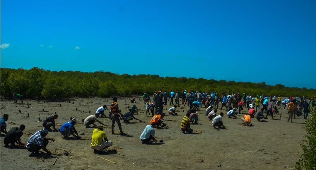 Distrito de Quissanga ganha 200 mil mudas de Mangal