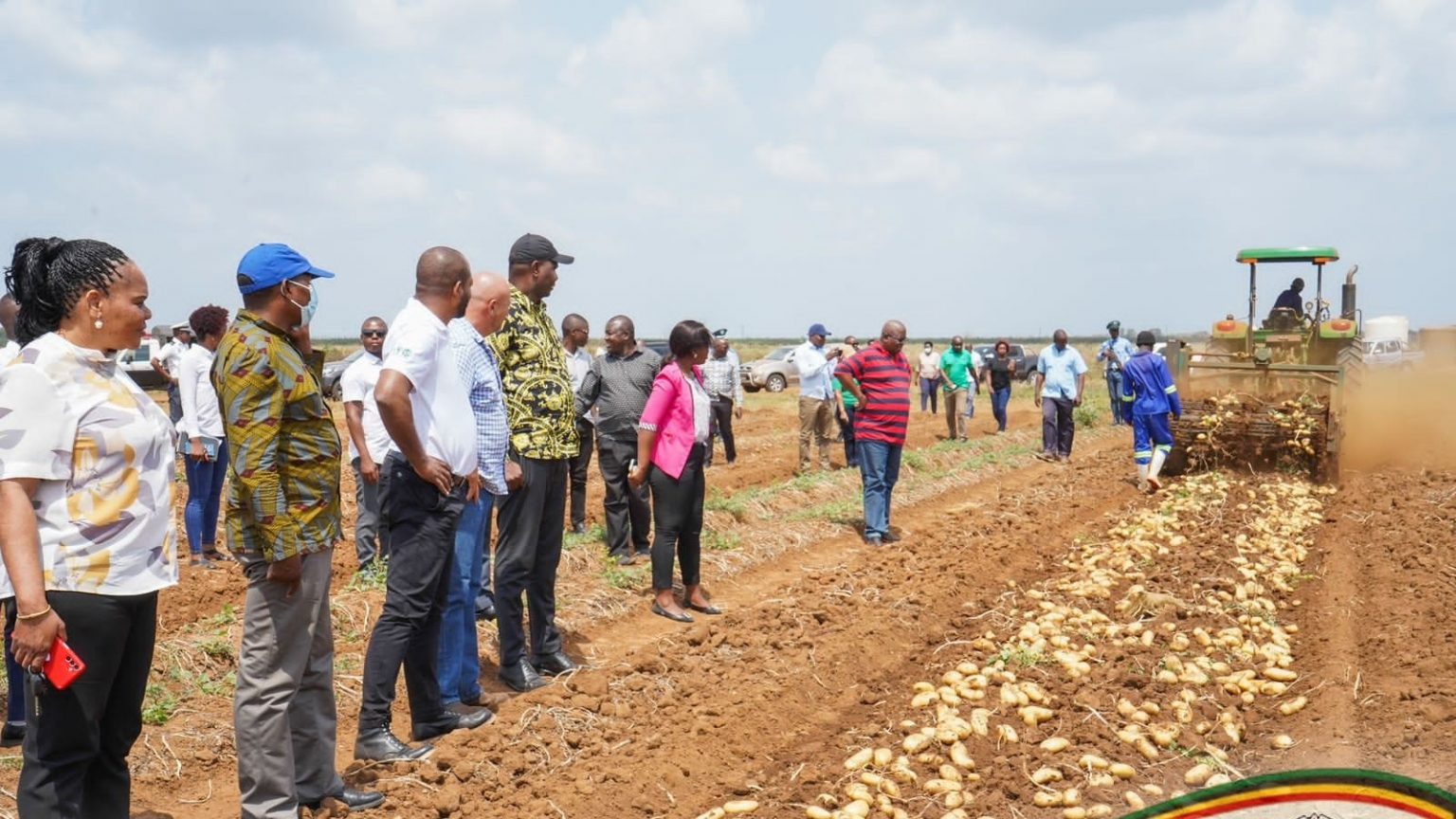 Inhambane supera metas na comercialização da batata-reno