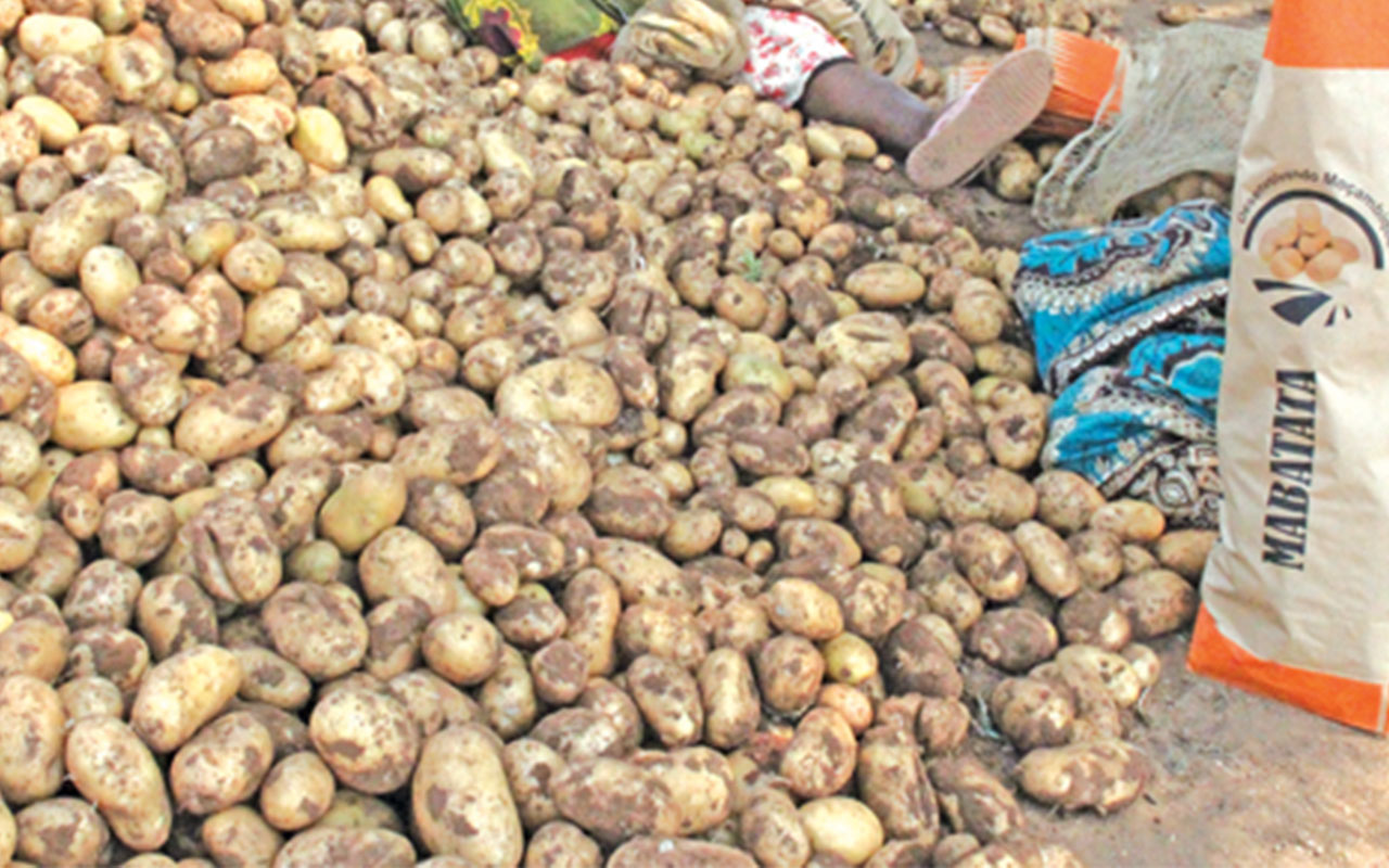 FAO defende mais produção de batata para combate à fome e às mudanças climáticas