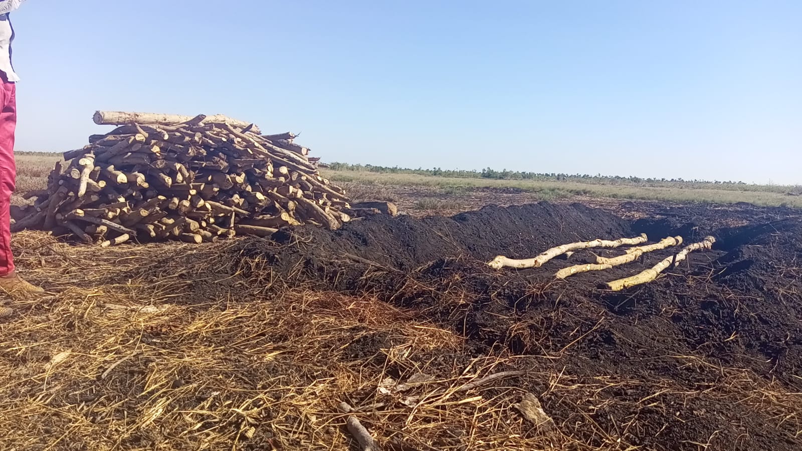 Produção de carvão vegetal ameaça o ecossistema marinho no distrito do Dondo