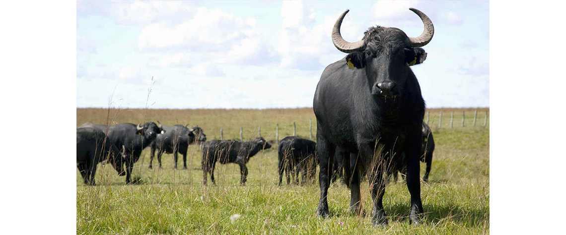 Conflito fauna bravia: búfalos matam três pessoas em Ancuabe