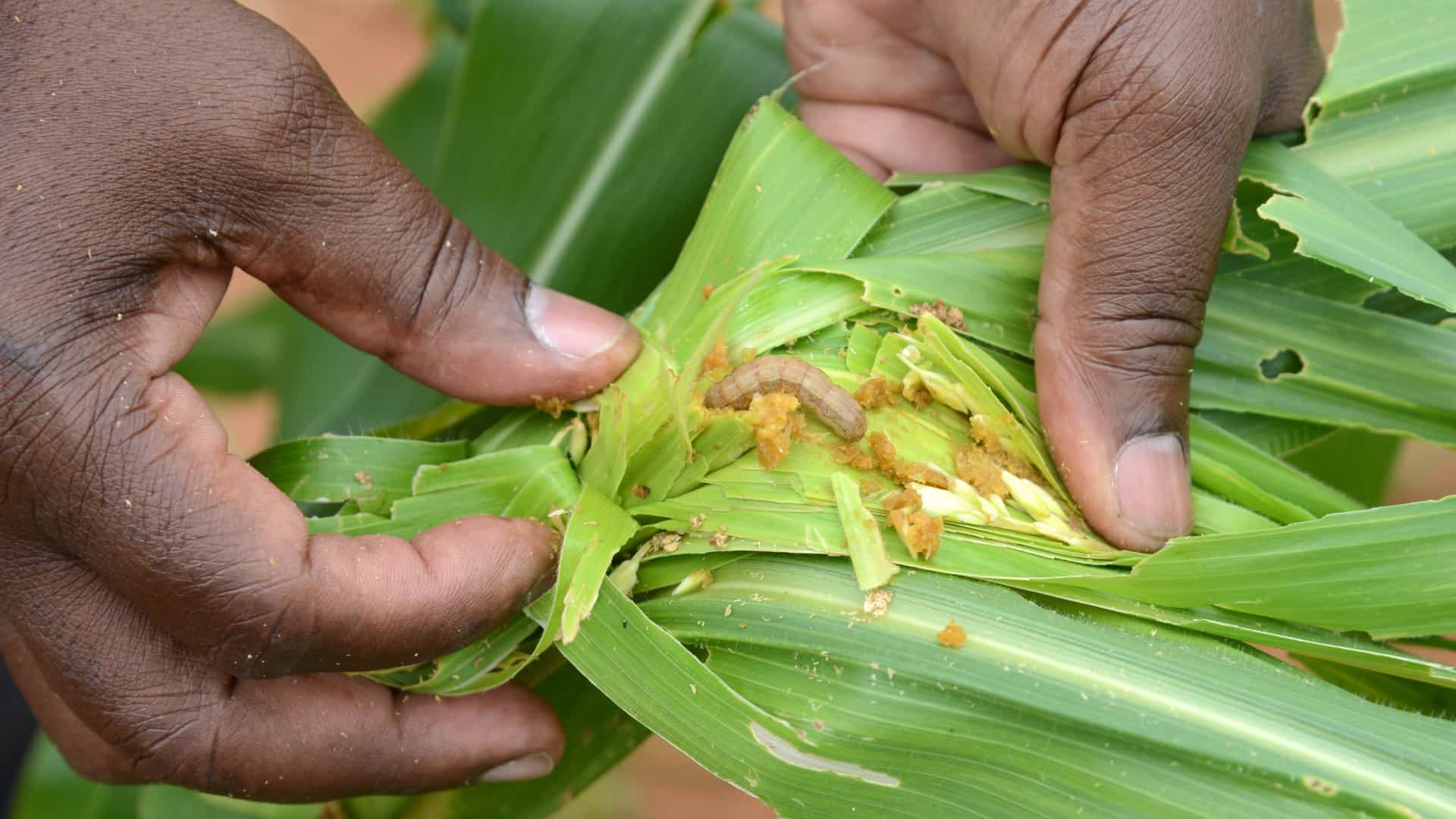 Pragas e roedores preocupam agricultores do distrito de Nipepe