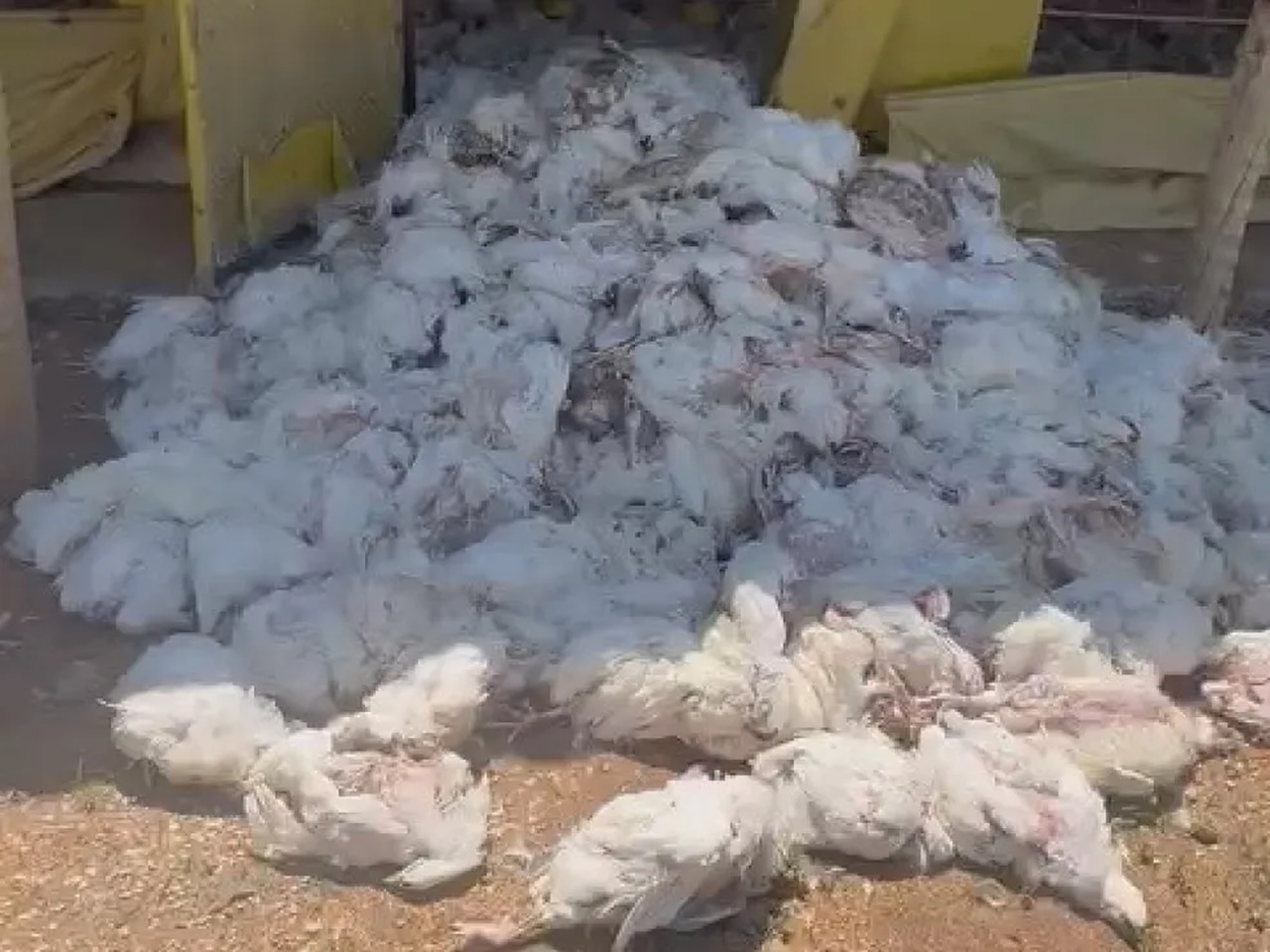 Milhares de frangos morrem devido as altas temperaturas