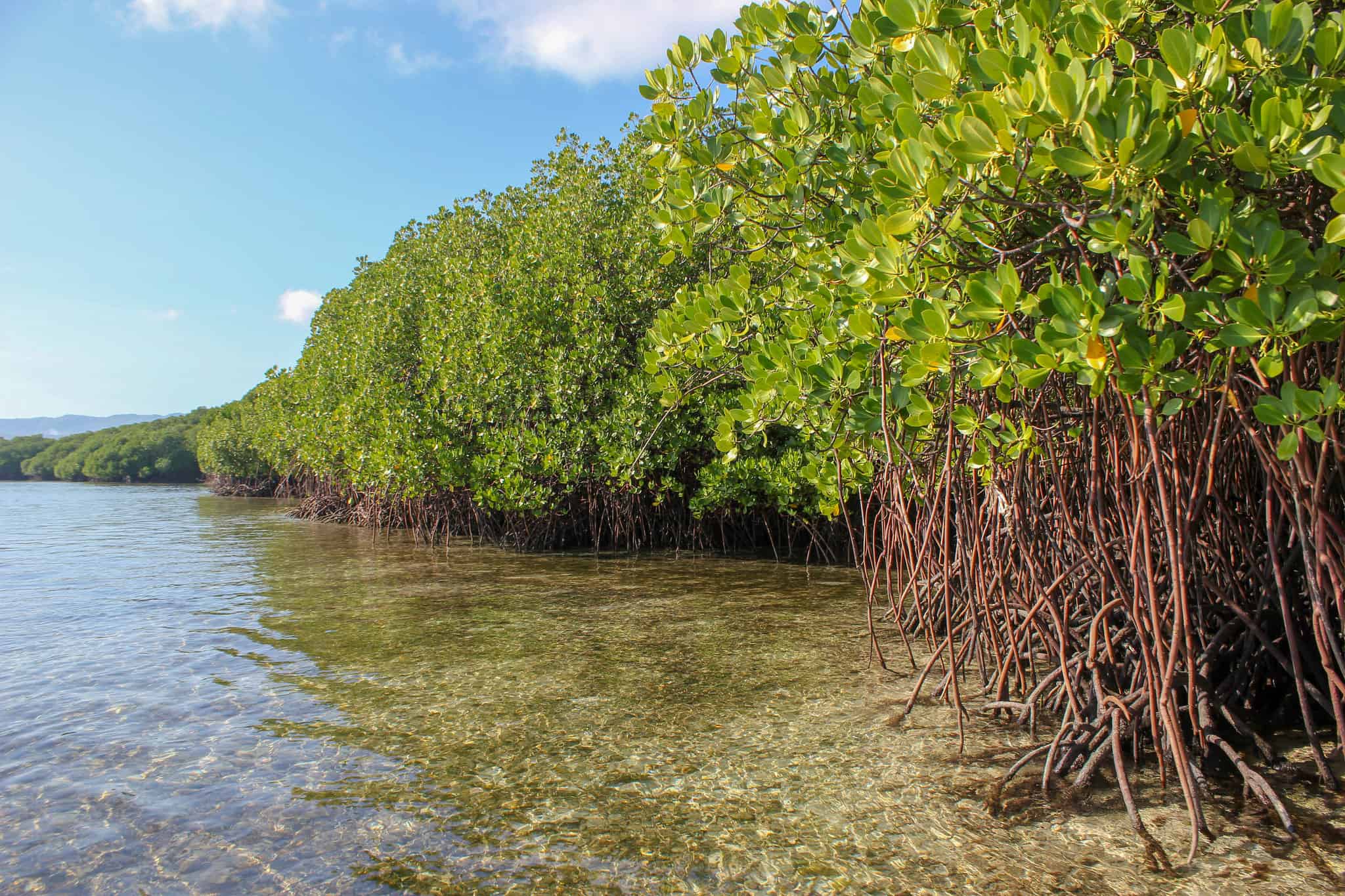 Desastres naturais dificultam restauração do mangal no Delta do Zambeze