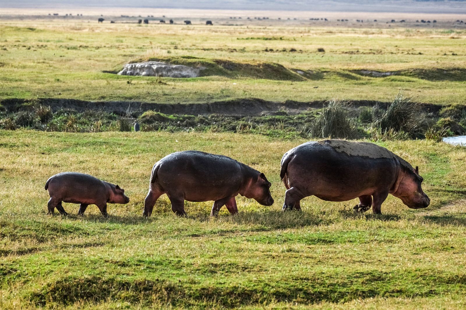 Hipopótamos devastam culturas agrícolas nas margens do limpopo
