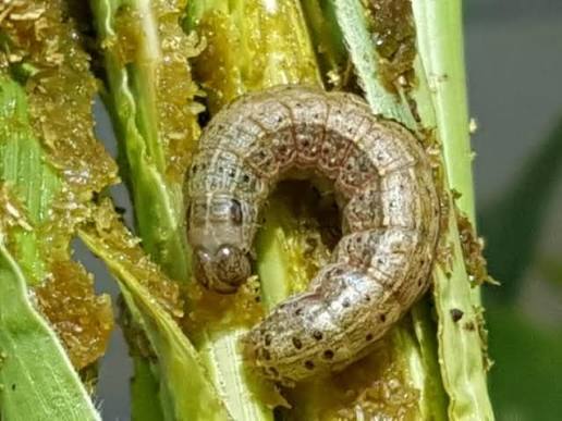 Lagarta invasora afecta mais de 58 mil hectares na presente campanha agrícola